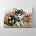 Kép 1/9 - Husky kölyök - Számfestő készlet, kerettel (30x40 cm)