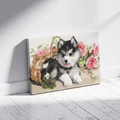 Kép 3/9 - Husky kölyök - Számfestő készlet, kerettel (30x40 cm)