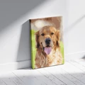 Kép 3/8 - Golden retriever - Számfestő készlet, kerettel (40x50 cm)