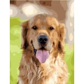 Kép 2/8 - Golden retriever - Számfestő készlet, kerettel (40x50 cm)