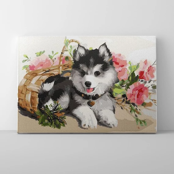 Husky kölyök - Számfestő készlet, kerettel (30x40 cm)
